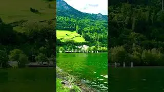 Evergreen Swiss #swiss #swisslandscape #naturelovers #holiday #mindsetmatters