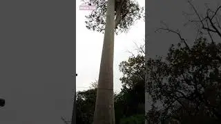 White Tree / 100 feet tall tree / Eucalyptus Tree / Safeda ka darakht