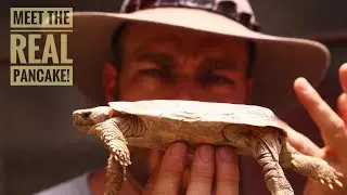 The World's FLATTEST Tortoise!