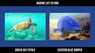 Dive Site Shelley Beach & Fairy Bower [Parking, Entry point, Temperature & Marine Life]