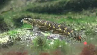 Zodiac-Schmerle, Mesonoemacheilus triangularis