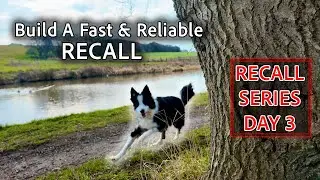 Build A Fast & Reliable RECALL (Recall Training) 🚀🐶🌟