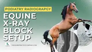 Equine X-Ray Block Setup: How to Capture Accurate Hoof Radiographs with Shoes On
