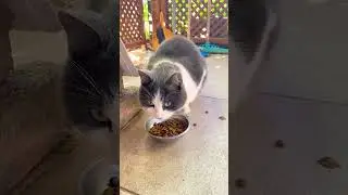 The daily menu is dry food, the service is excellent😀,#kedi ,#usashorts ,#cat ,#猫 ,#고양이 ,#gatos