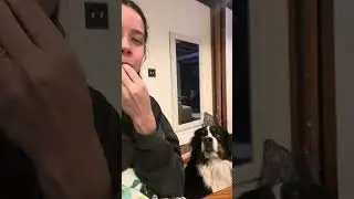 Bernese Mountain Dog stares at owner eating edamame