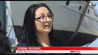 2012-01-30 - ONE NEWS - NZ SCIENTISTS LINK NOISE AND MARINE PESTS