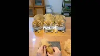 She loved her cats so much #shorts #petshub