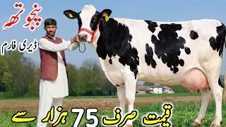 Punjotha dairy Farm | Imported Hf Cows for sale in Punjab Pakistan 2026 new video 