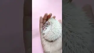 Lazy Chottu #babyhedgehog