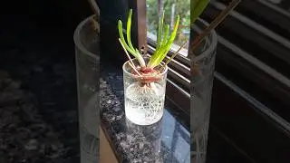 How to Grow Onions in Water at Home?