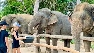 Travel Tips Exploring Cambodia Elephant Sanctuary  By Local Tour guide RA
