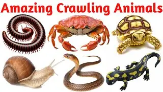 Crawling Animals Names in English | Learn Small Insects, Bugs & Reptiles for Kids |