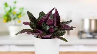 Top Colorful Houseplants | Costa Farms