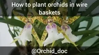 How to plant orchids  in galvanised wire baskets