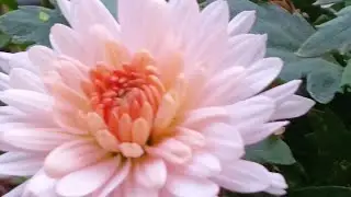 சாமந்தி பூக்கள் அதிகம் பூக்க... / Chrysanthemum plant care tips in Tamil/@mjterracegarden4935 