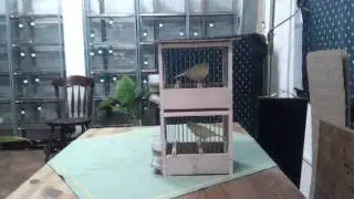 Waterslager Malinois Canary - Zeljko Bojovic 10