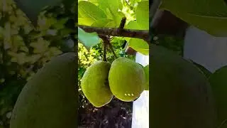 6302025🍐🍐🍐 #pears #peartree