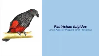 Video Encyclopedia of Parrot Species - #81 Psittrichas fulgidus