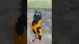 Cantando hino nacional #passaros #currupiao #aves #sofreu #passarinho #naturezasurpreendente