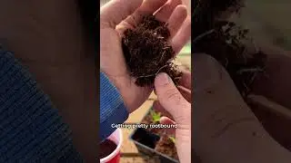 Potting Up Peppers Using Double Cup Method