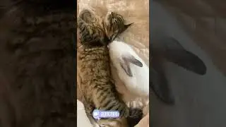 cute baby cat & rabbit funny video