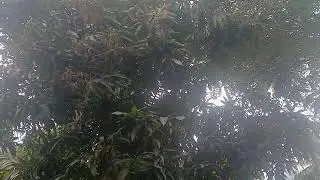 மாமரம் பூவை பாருங்க 