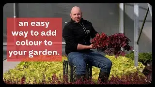 Why You Need Heuchera in Your Garden This Winter