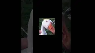 Гусь император/Goose Emperor. #memes #meme #goose
