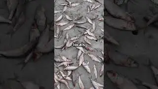 Did You Know It Rains Fish in Honduras!