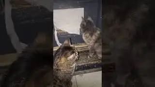 Секьюрити