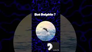 #facts #comparison #viralvideo #animalstory #Human vs dolphin