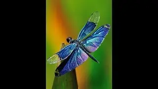 Adventurous Kids: Dragonflies
