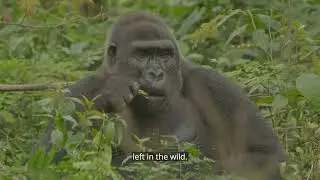 Nela Duke raises her voice about the plight of Cross River gorillas | Wild Africa
