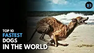 TOP 10 FASTEST DOG BREEDS ON OUR PLANET.