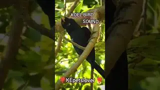 Koel bird  sound #koel #birds #sound #like #subscribe #cute #likeandsubscribe #2024