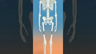 How Doctors Make You Taller 😮 (Real Surgery in 3D)                         #shorts #3danimation #ai