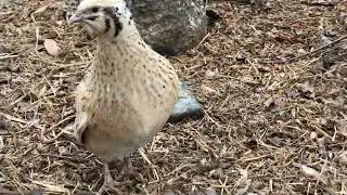 Nice beautiful blue breasted quail bird at phnom Tamao zoo
