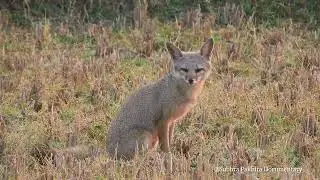 //Indian Fox// Bengal Fox// Fox//