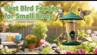 TOP 5 Best Bird Feeder For Small Birds 2026 | Bird feeder amazon