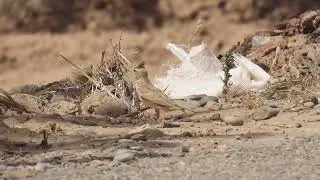 Maghreb Lark, Rissani, Morocco, 19/5/22