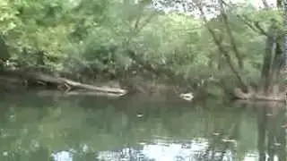 Catawba River Musk Rat.