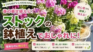 【簡単なのに映える！】ストックの鉢植えでおしゃれな寄せ植え術！