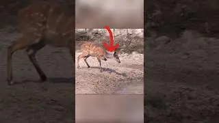 this is a smart deer 🦌 🧠#shorts