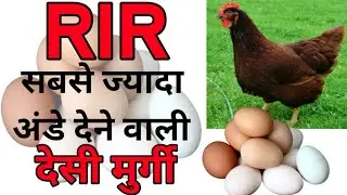 RIR, Rhode island red, Rhode island red chickens,  Rhode island red farming, Rhode island red hen