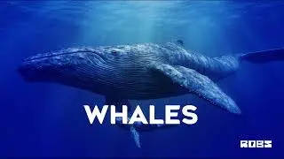 Chill Rap Beat Instrumental ''WHALES'' Storytelling Rnb Type Beat by ROBS