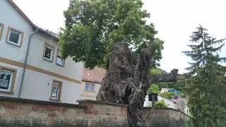 Oldest and Thickest Chestnut Tree in Germany (Castanea sativa)
