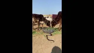 Snake Discovery TV Live Stream
