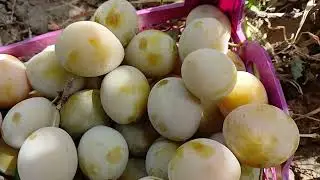 Harvesting Big Ripe Yellow Plums 🍑🌿 | Sweet Garden Fruit Picking🍋