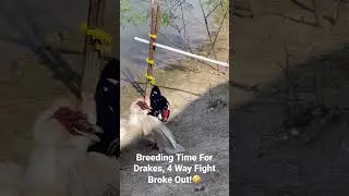 Duck Fight, Four Way: Tension Is Running High In Breeding Season#duck #drake #fight #ranch #animal