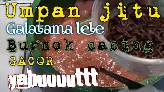 UMPAN JITU GALATAMA LELE || MEDIA BURNOK CACING ?? GACOR GAES 👉#umpanjitu #umpanikanlele #gtlele